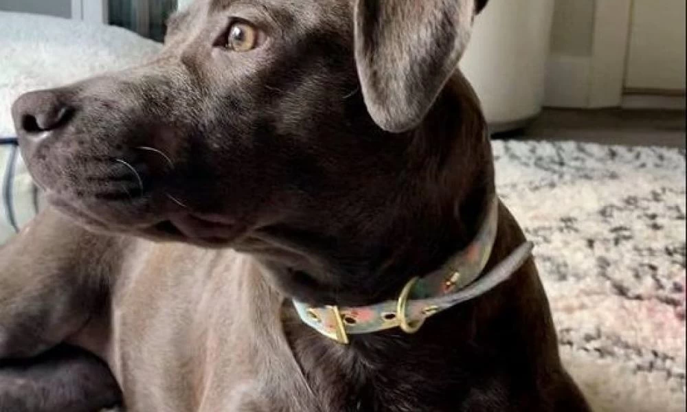 Σκυλάκι το χτύπησε αυτοκίνητο και το σώμα του γεμάτο σκάγια... γλύτωσε από θαύμα